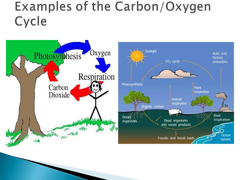 Pictures Of Oxygen Cycle 29